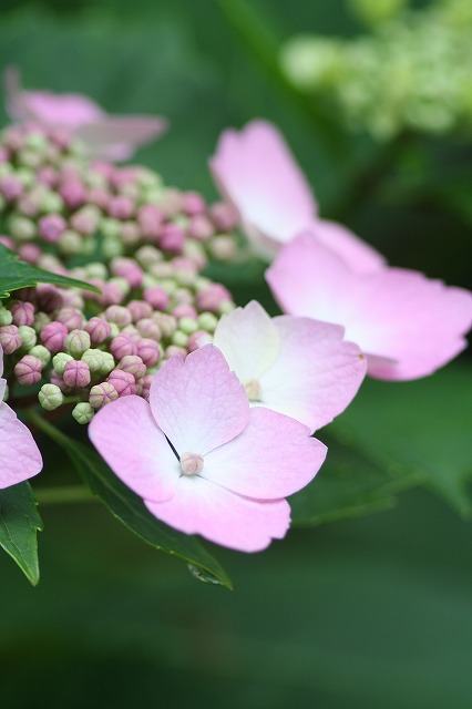 紫陽花　その２４