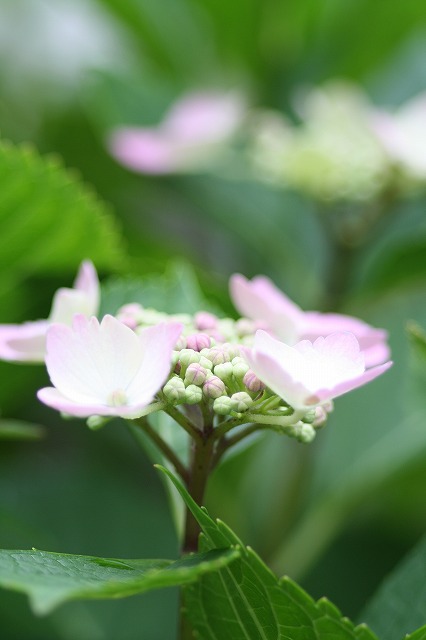 紫陽花　その２５
