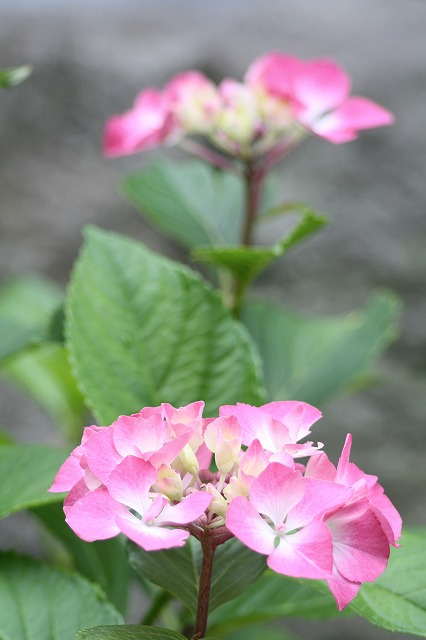 紫陽花　その２５