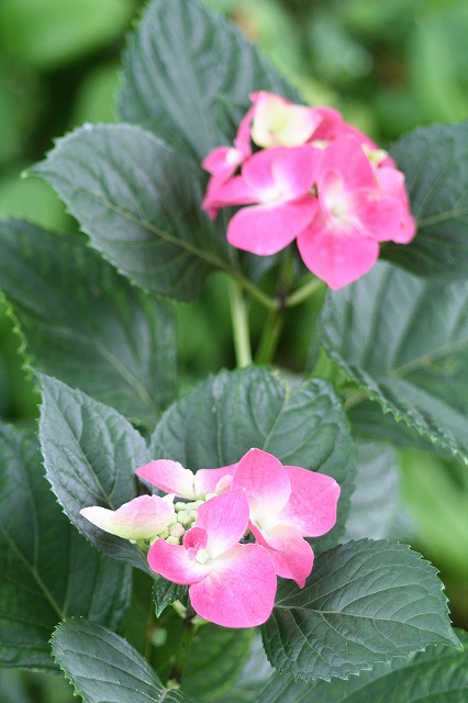 紫陽花　その２５