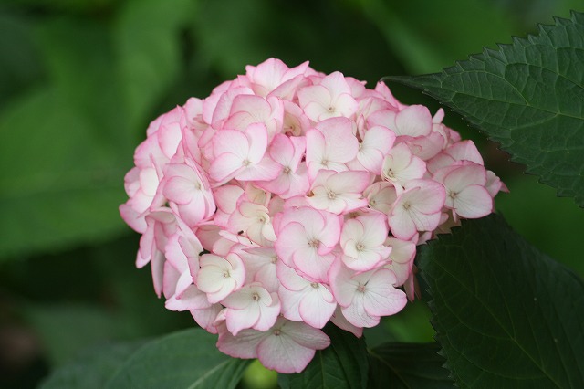 紫陽花　その２５