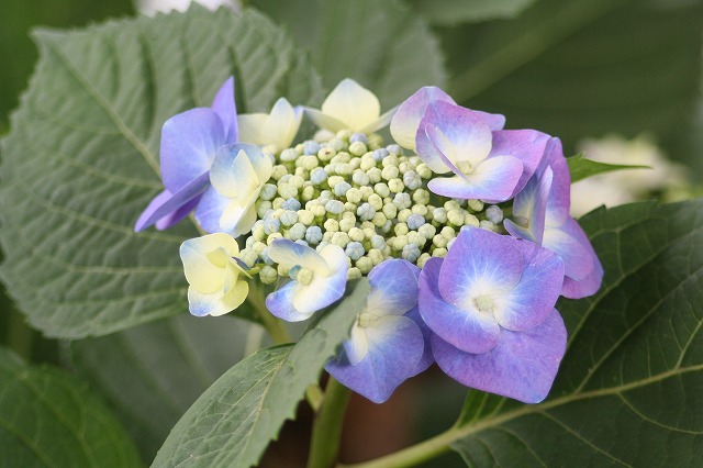 紫陽花　その２６