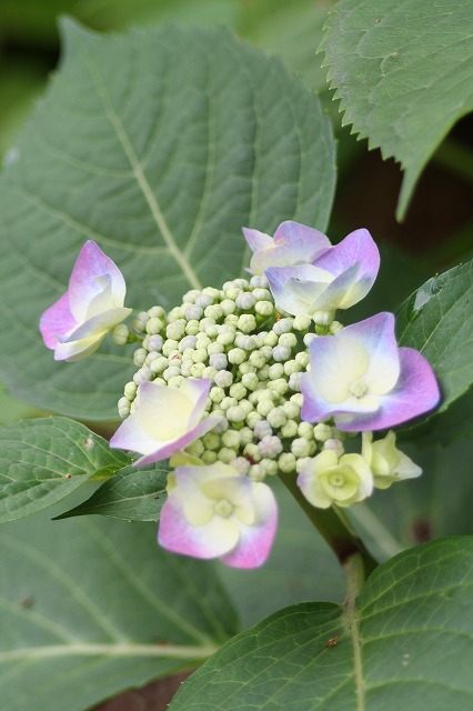 紫陽花　その２６