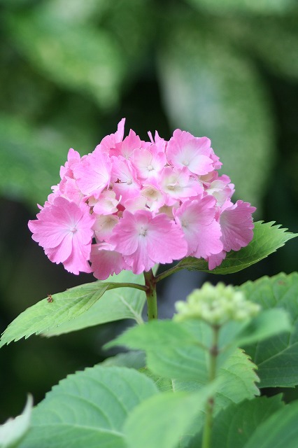 紫陽花　その２６