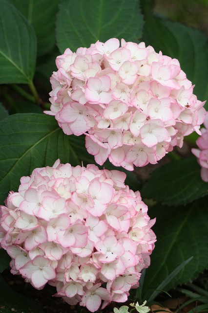 紫陽花　その２６