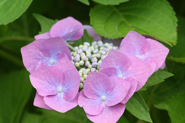紫陽花　その２７