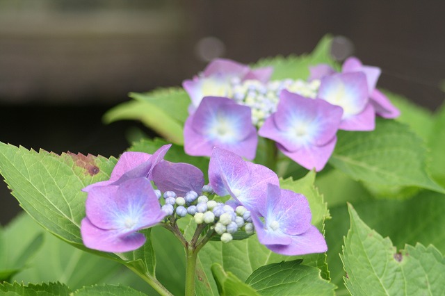 紫陽花　その２７