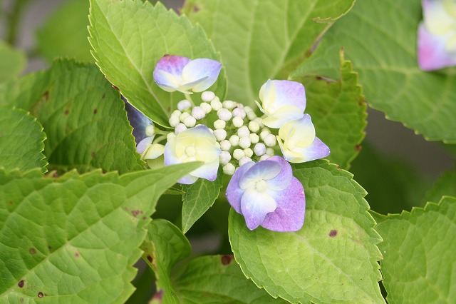紫陽花　その２７