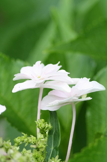 紫陽花　その２８