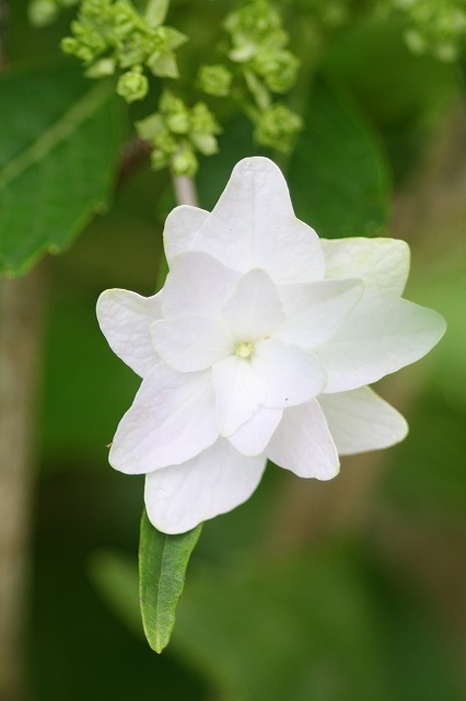 紫陽花　その２８