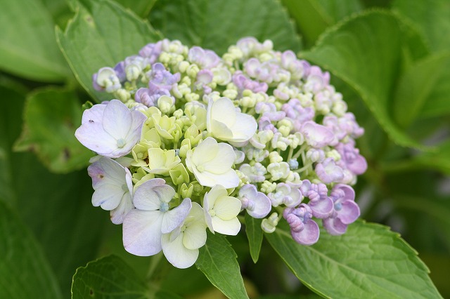 紫陽花　その２８