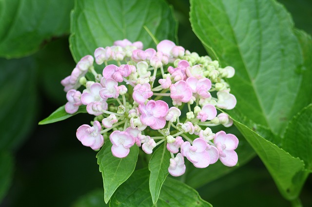 紫陽花　その２８