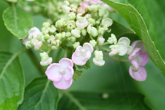 紫陽花　その２９