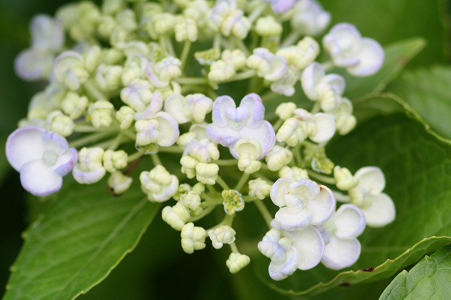 紫陽花　その２９
