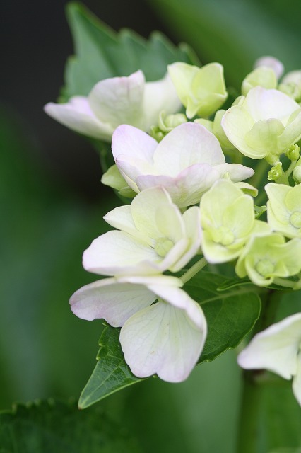 紫陽花　その３０