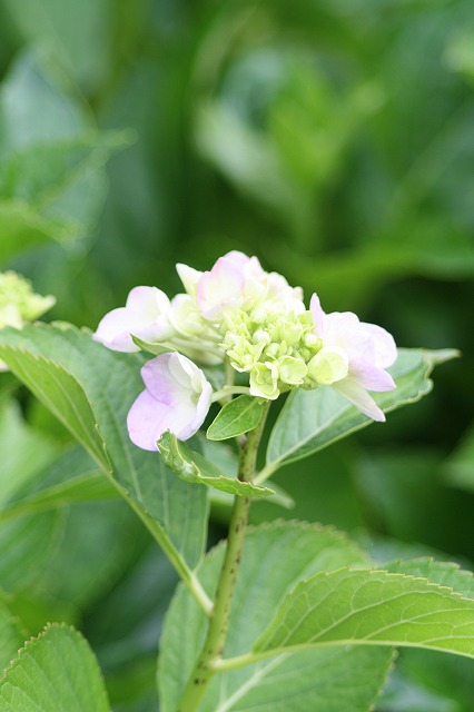 紫陽花　その３０