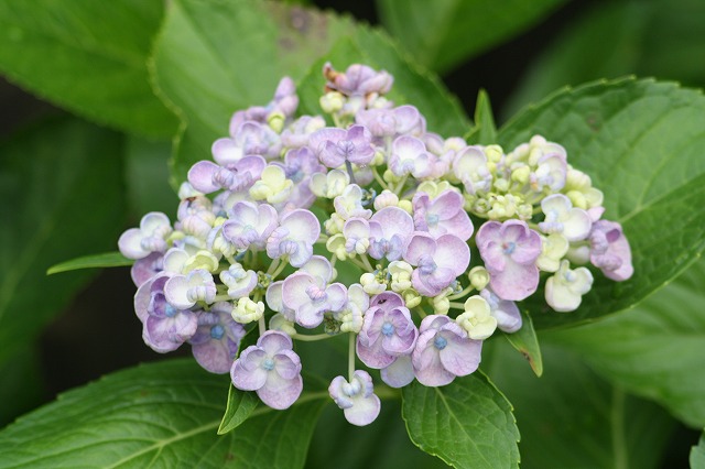 紫陽花　その３０