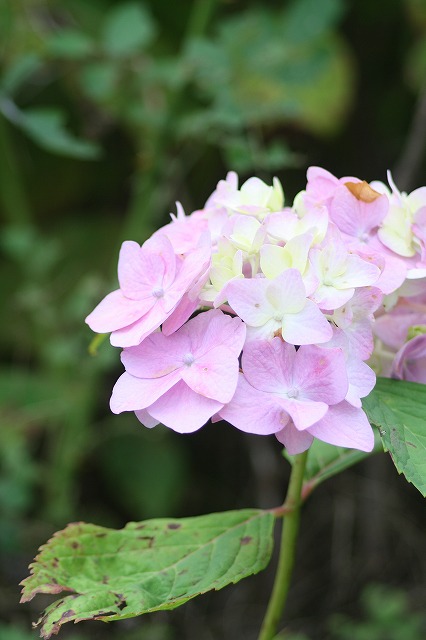 紫陽花　その３０