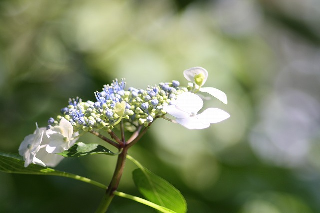 紫陽花　その３１