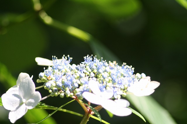 紫陽花　その３１