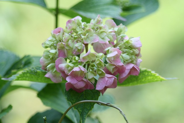 紫陽花　その３１