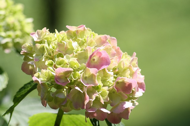 紫陽花　その３１