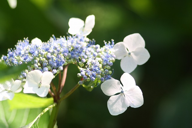 紫陽花　その３２