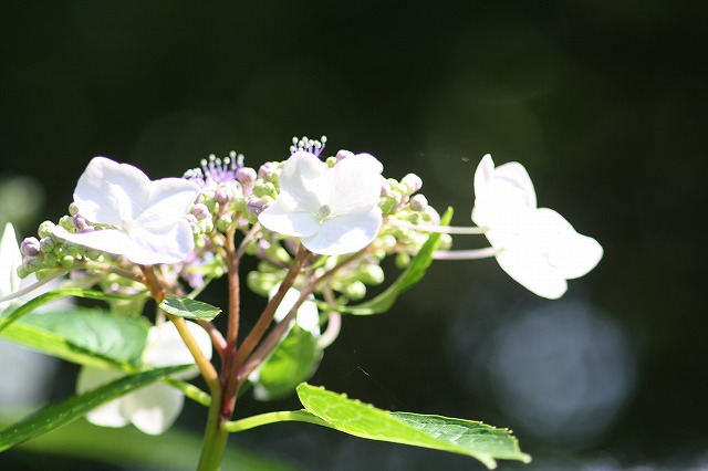 紫陽花　その３２