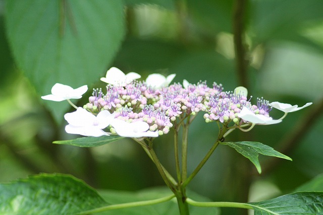 紫陽花　その３２
