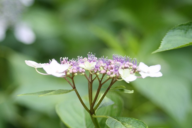 紫陽花　その３２