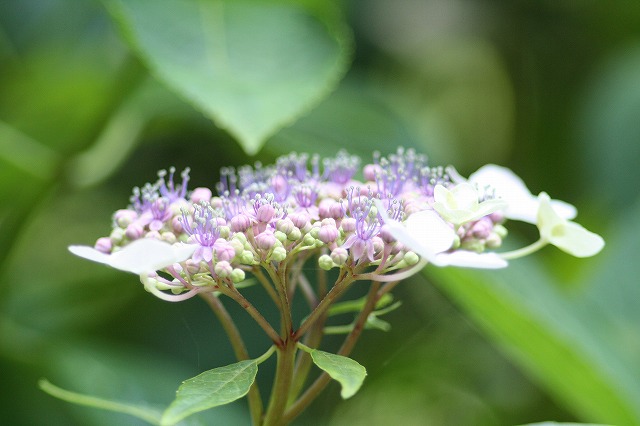 紫陽花　その３３