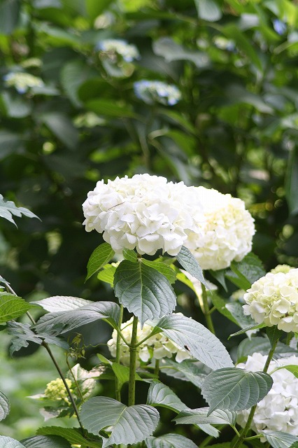紫陽花　その３３
