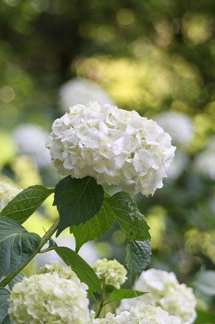 紫陽花　その３３