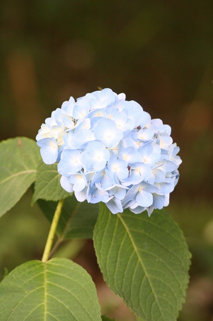 紫陽花　その３６
