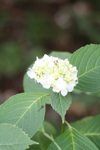 紫陽花　その３６