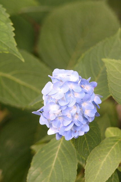 紫陽花　その３６