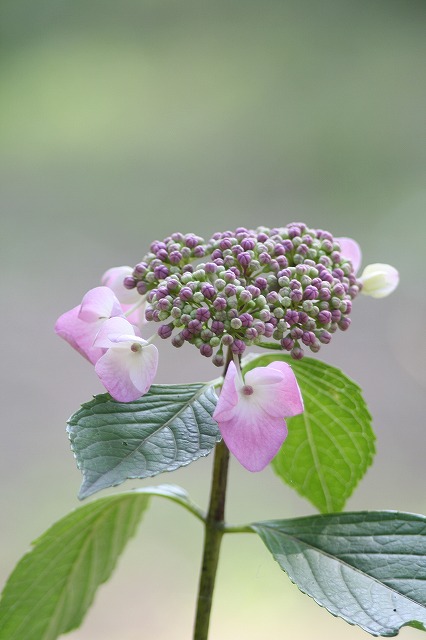 紫陽花　その３６