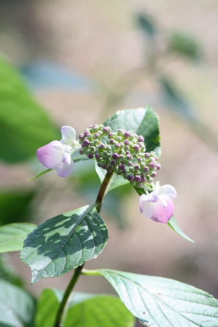 紫陽花　その３７