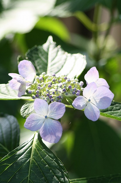紫陽花　その３７