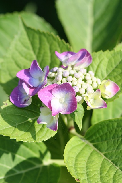 紫陽花　その３７