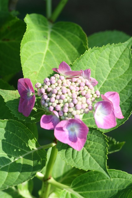 紫陽花　その３７