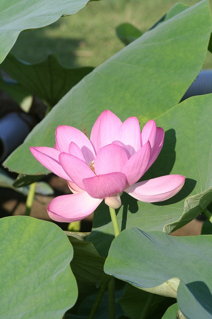 大賀蓮　３５８８