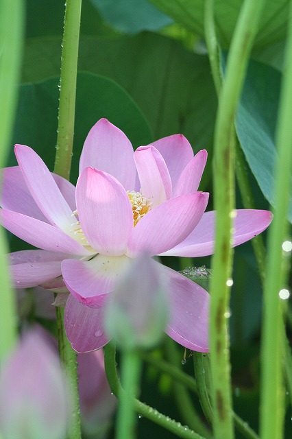 大賀蓮　３５９０