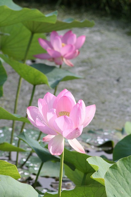大賀蓮　３６１５