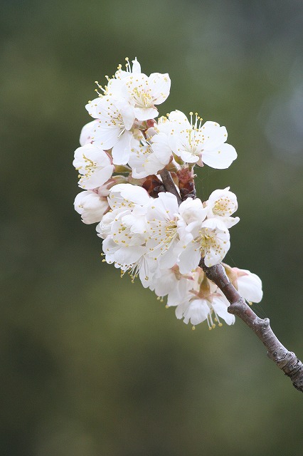 桜桃（さくらんぼ）