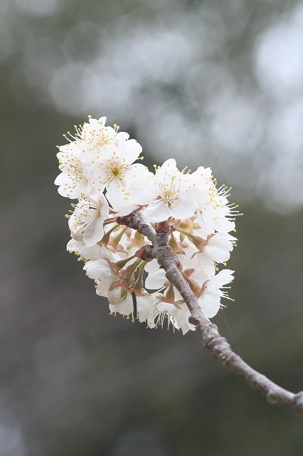 桜桃（さくらんぼ）
