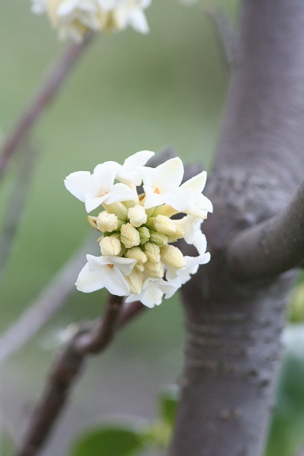 沈丁花