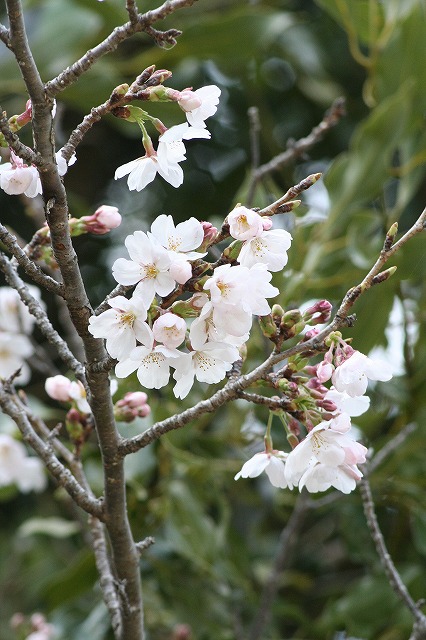 さくら　市ノ池公園　その２