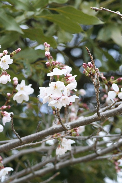 さくら　市ノ池公園　その２