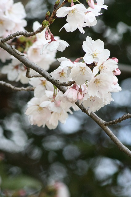 さくら　市ノ池公園　その２